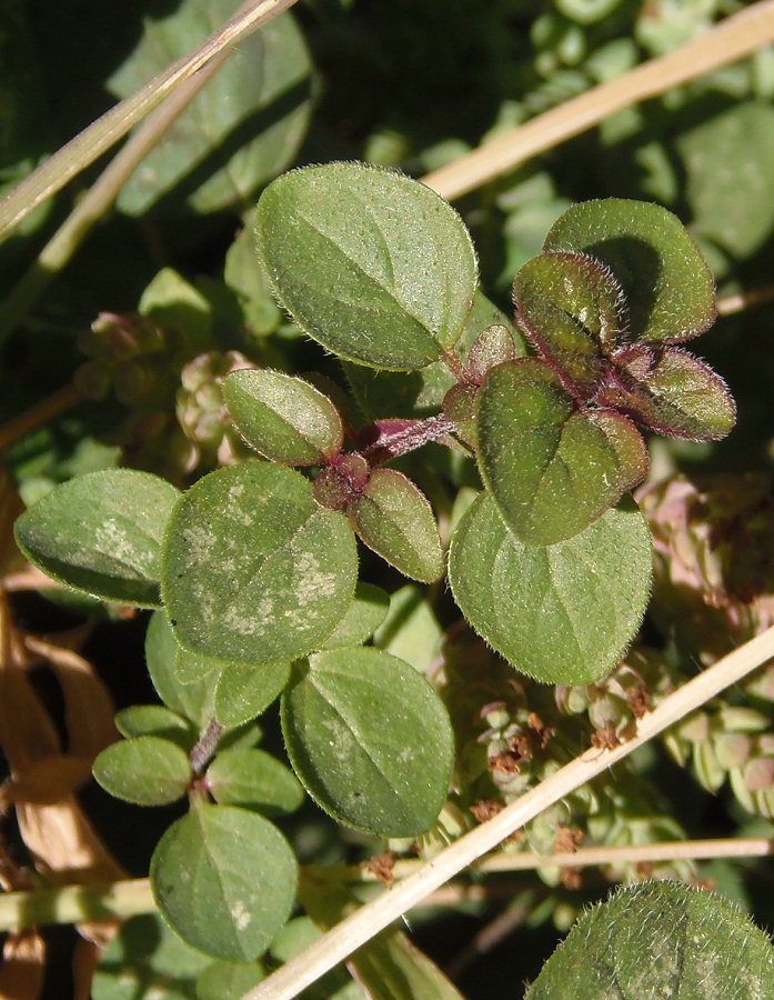 Image of genus Origanum specimen.