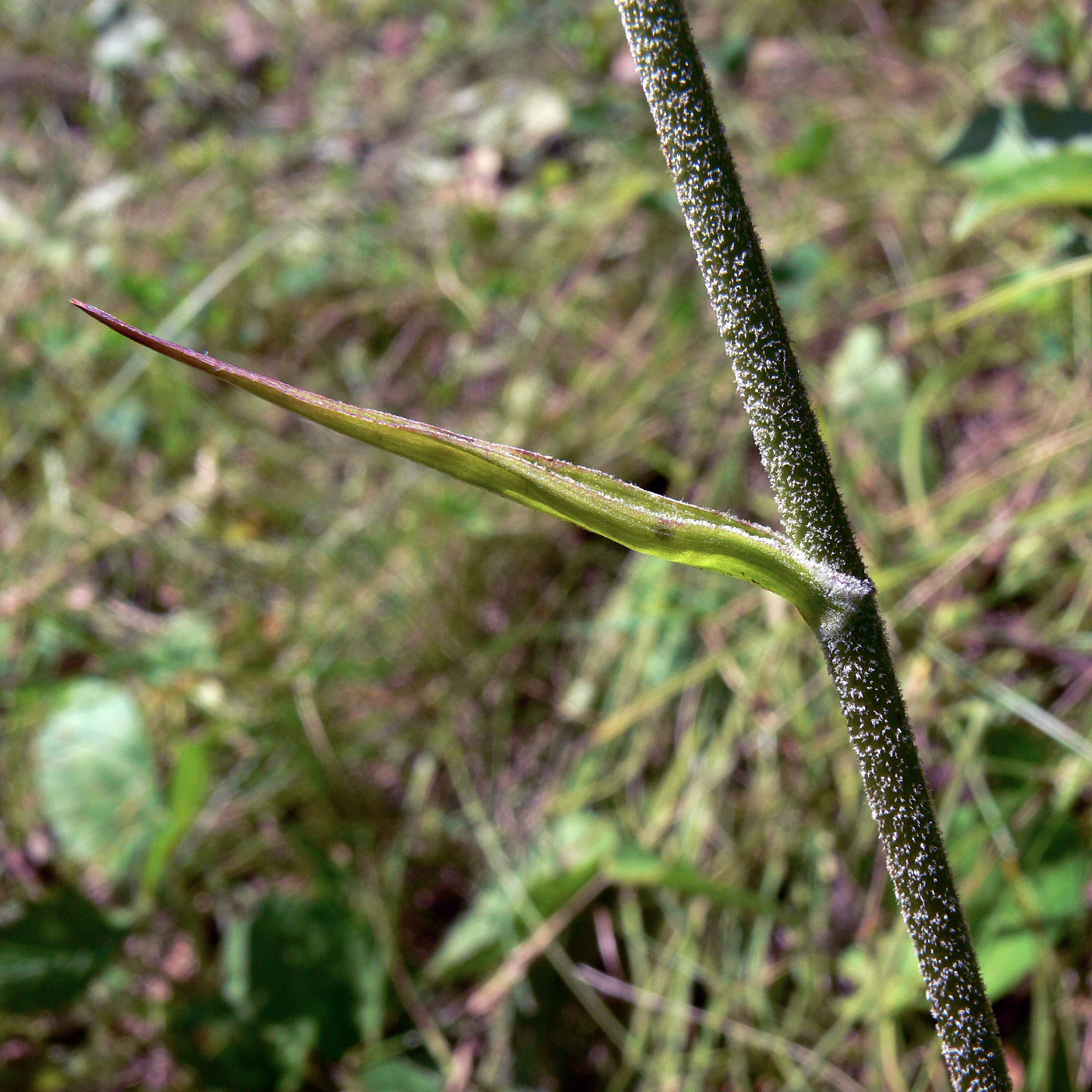 Image of Veratrum maackii specimen.