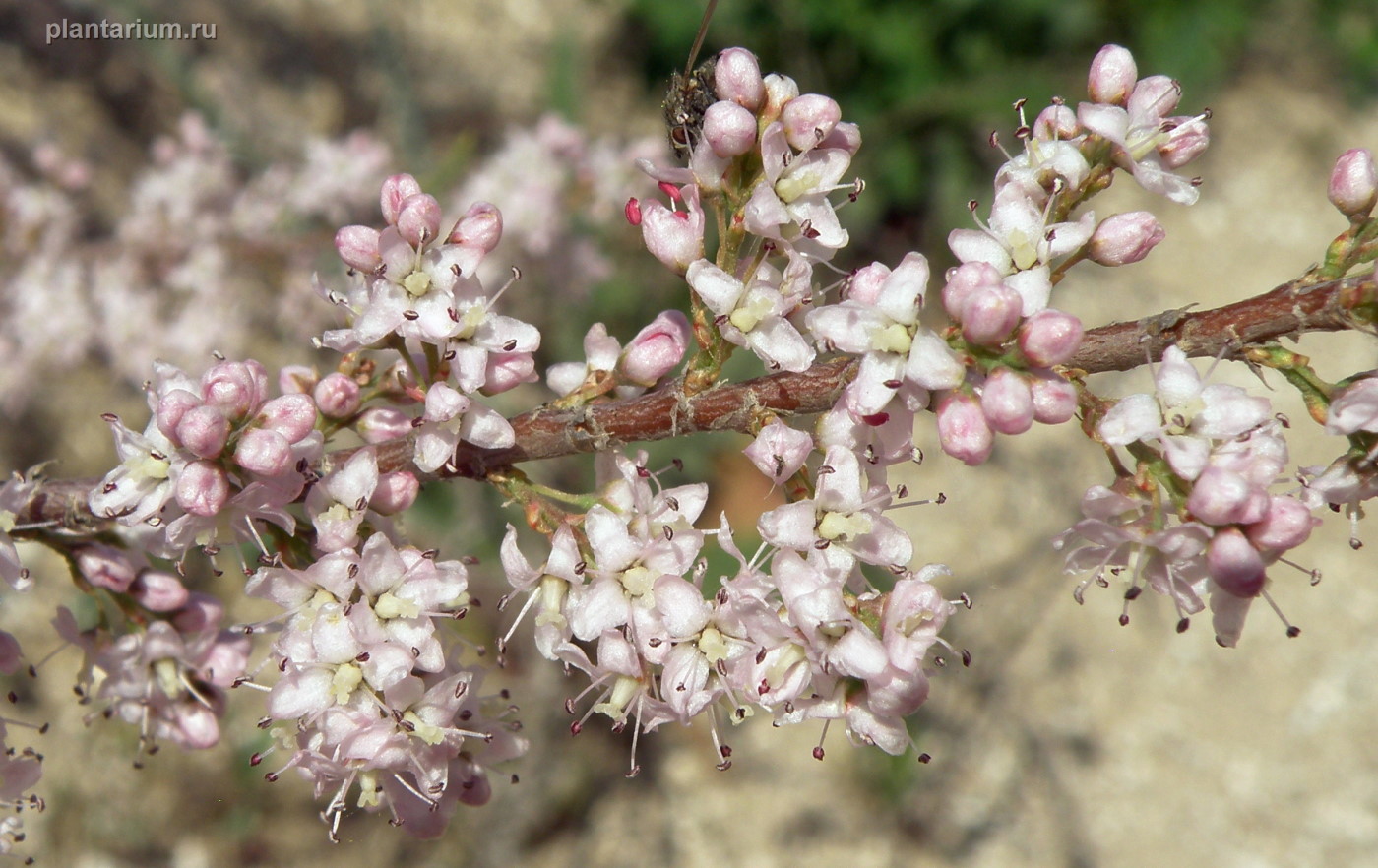 Image of Tamarix laxa specimen.