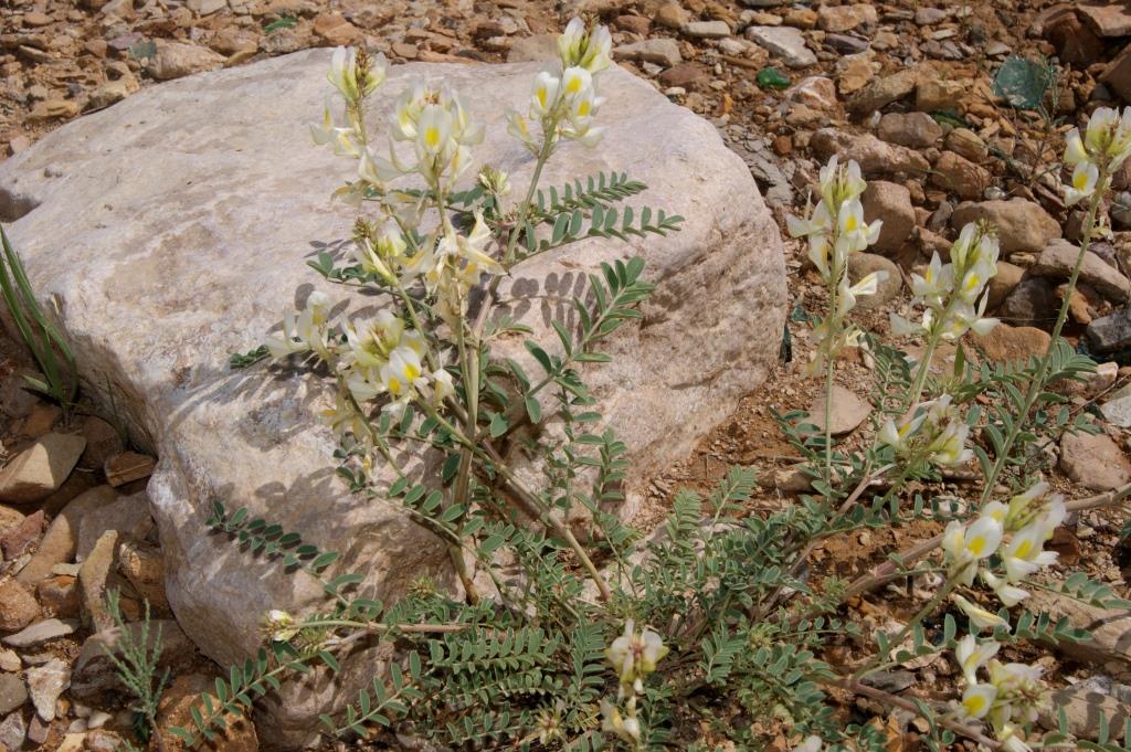 Image of Hedysarum formosum specimen.