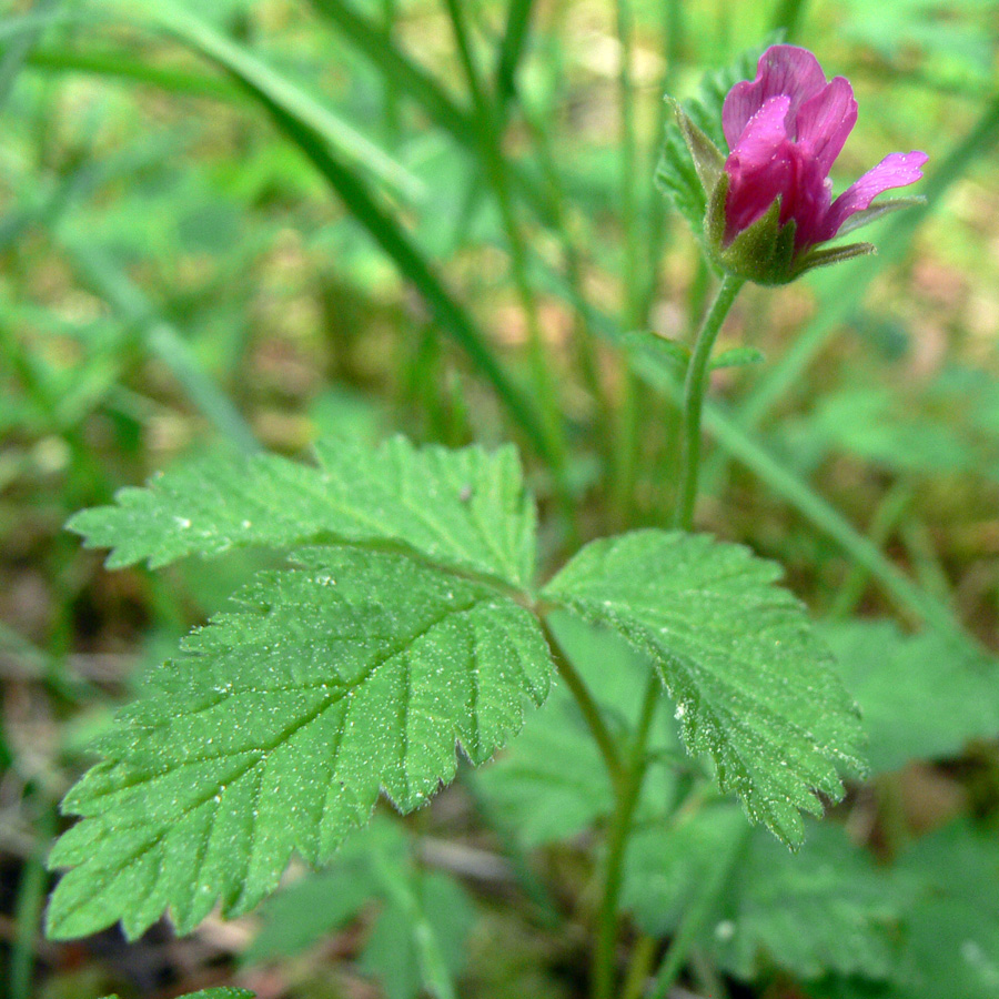 Image of Rubus arcticus specimen.