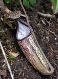 Nepenthes sanguinea. Ловчий кувшинчик (длина около 20 см). Малайзия, Камеронское нагорье, гора Ирау, ≈ 1900 м н.у.м., туманный (моховой) лес. 04.05.2017.