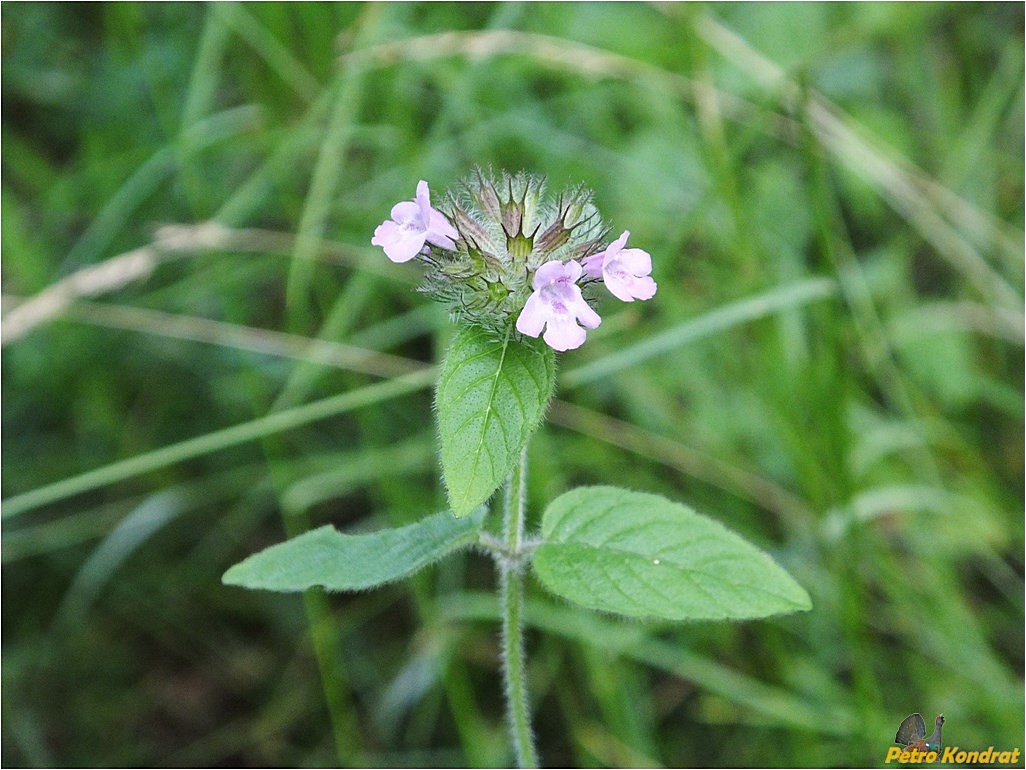 Image of Clinopodium vulgare specimen.