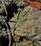 Euphorbia ledebourii. Цветущее и плодоносящее растение. Крым, окр. Судака, южные отроги горы Перчем, полупустынный склон. 18 мая 2017 г.