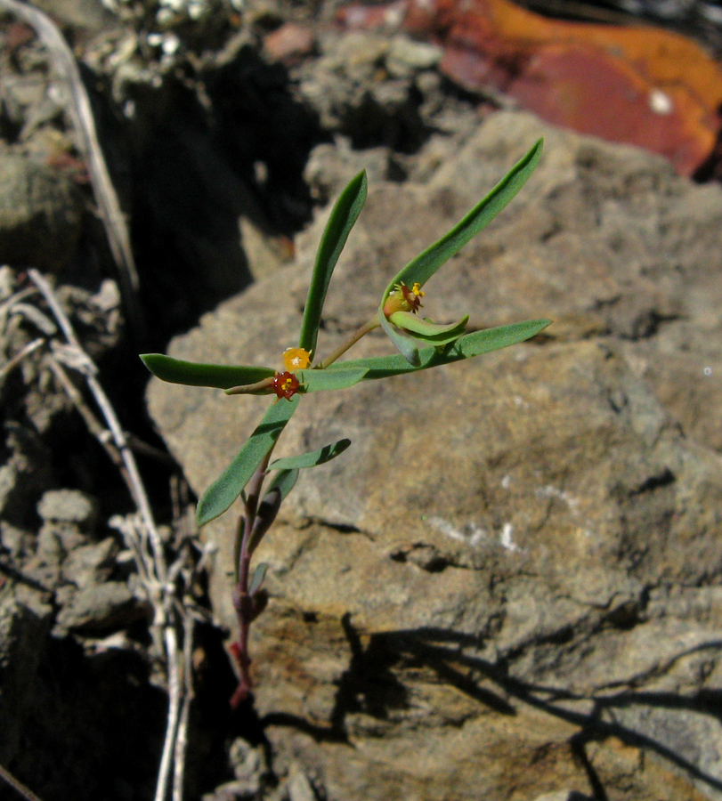 Изображение особи Euphorbia ledebourii.