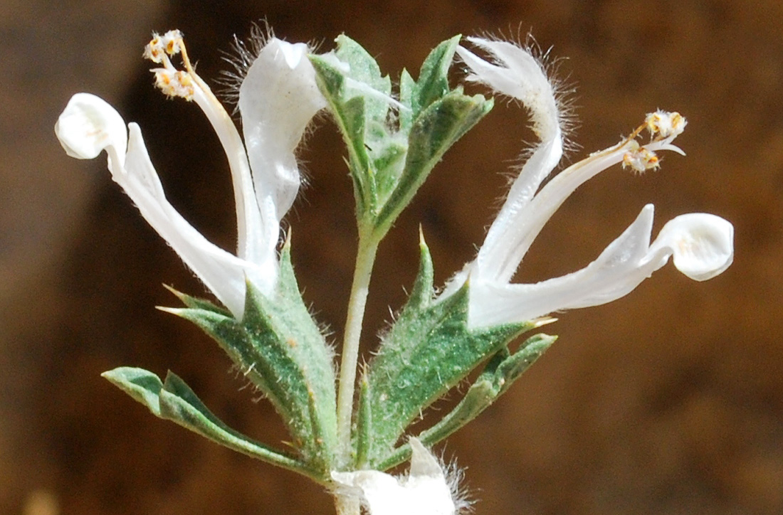 Image of Lagochilus setulosus specimen.