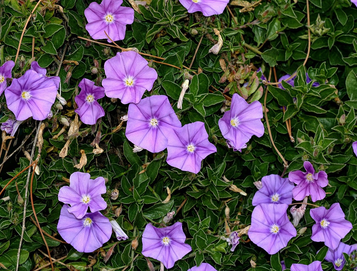 Image of Convolvulus sabatius ssp. mauritanicus specimen.