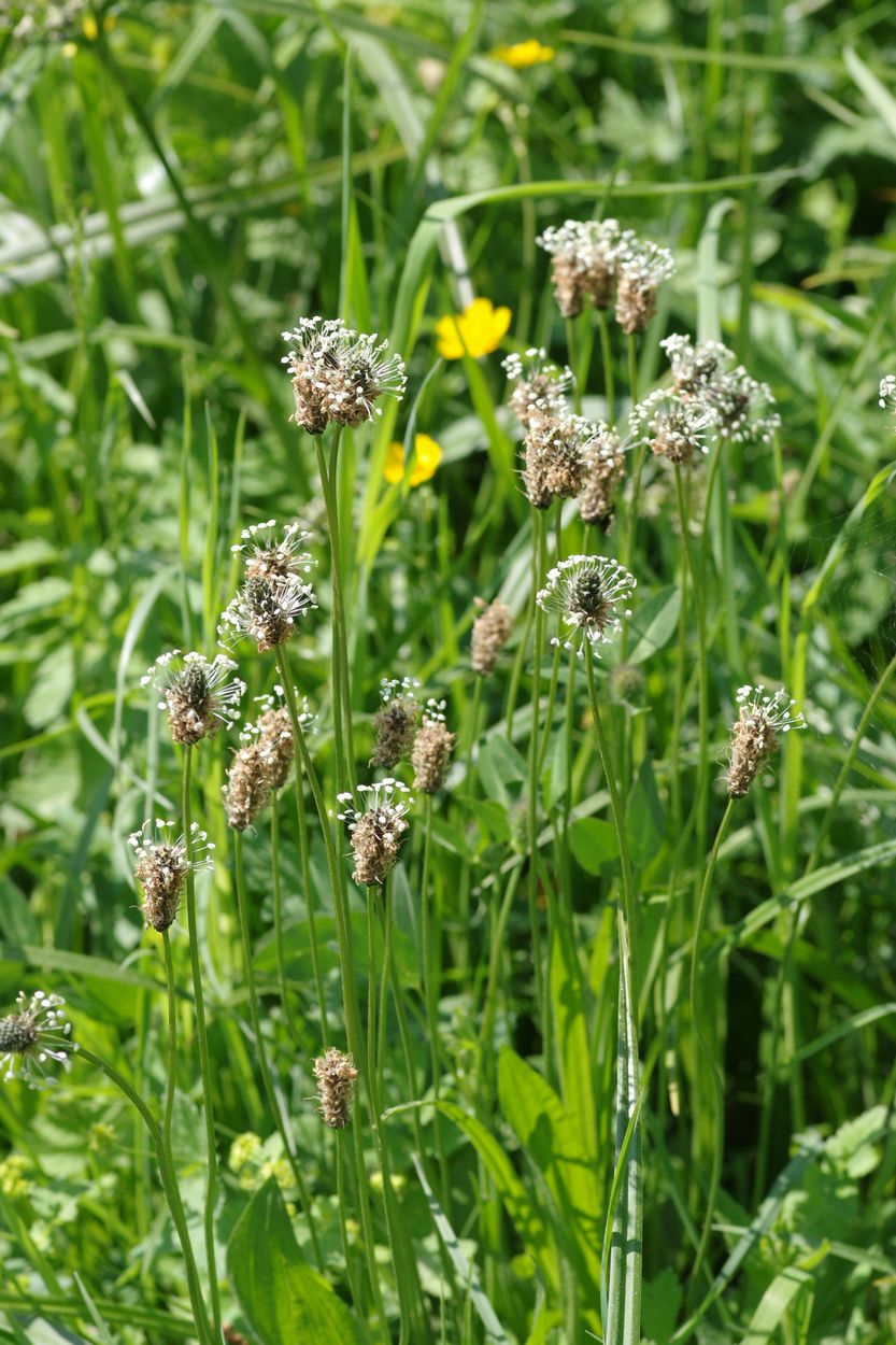 Изображение особи Plantago lanceolata.