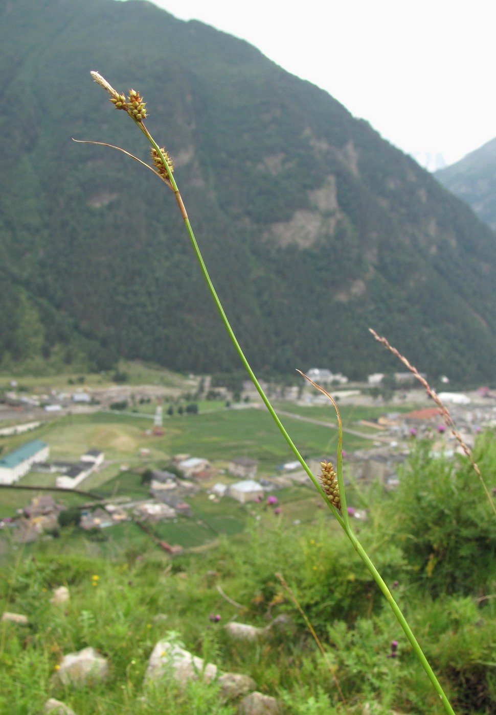 Image of Carex panicea specimen.