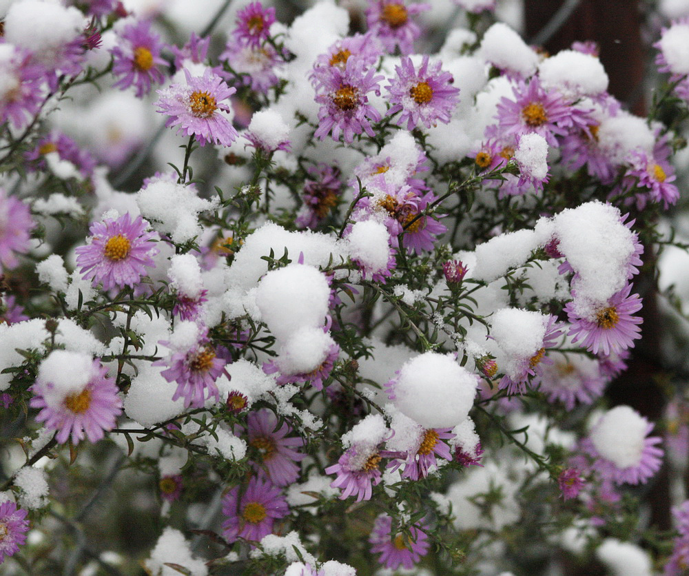 Image of Symphyotrichum &times; versicolor specimen.