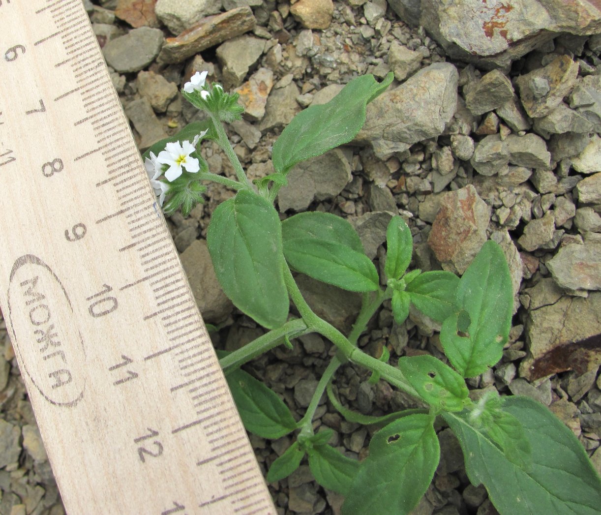 Image of Heliotropium styligerum specimen.