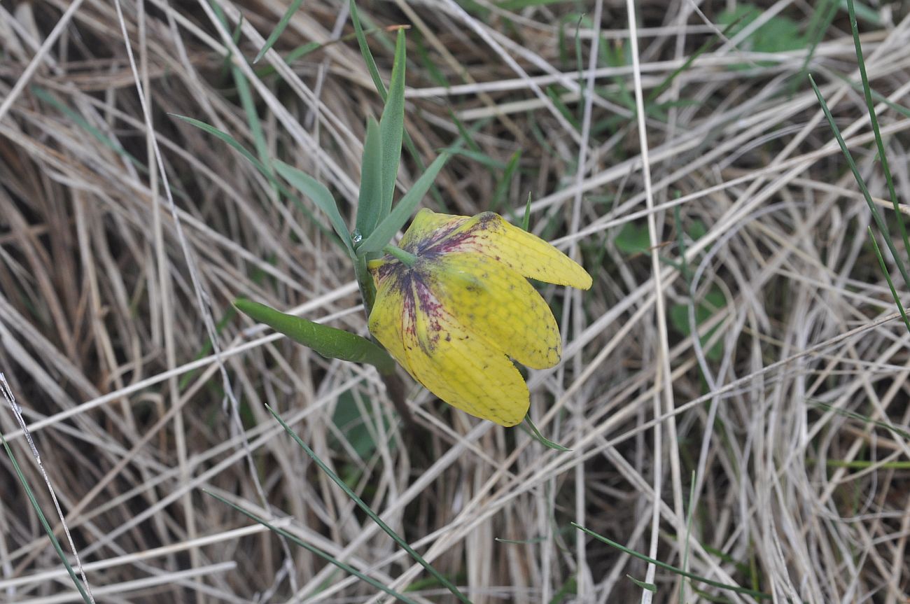 Изображение особи Fritillaria ophioglossifolia.