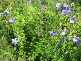 Смотреть изображение Platycodon grandiflorus