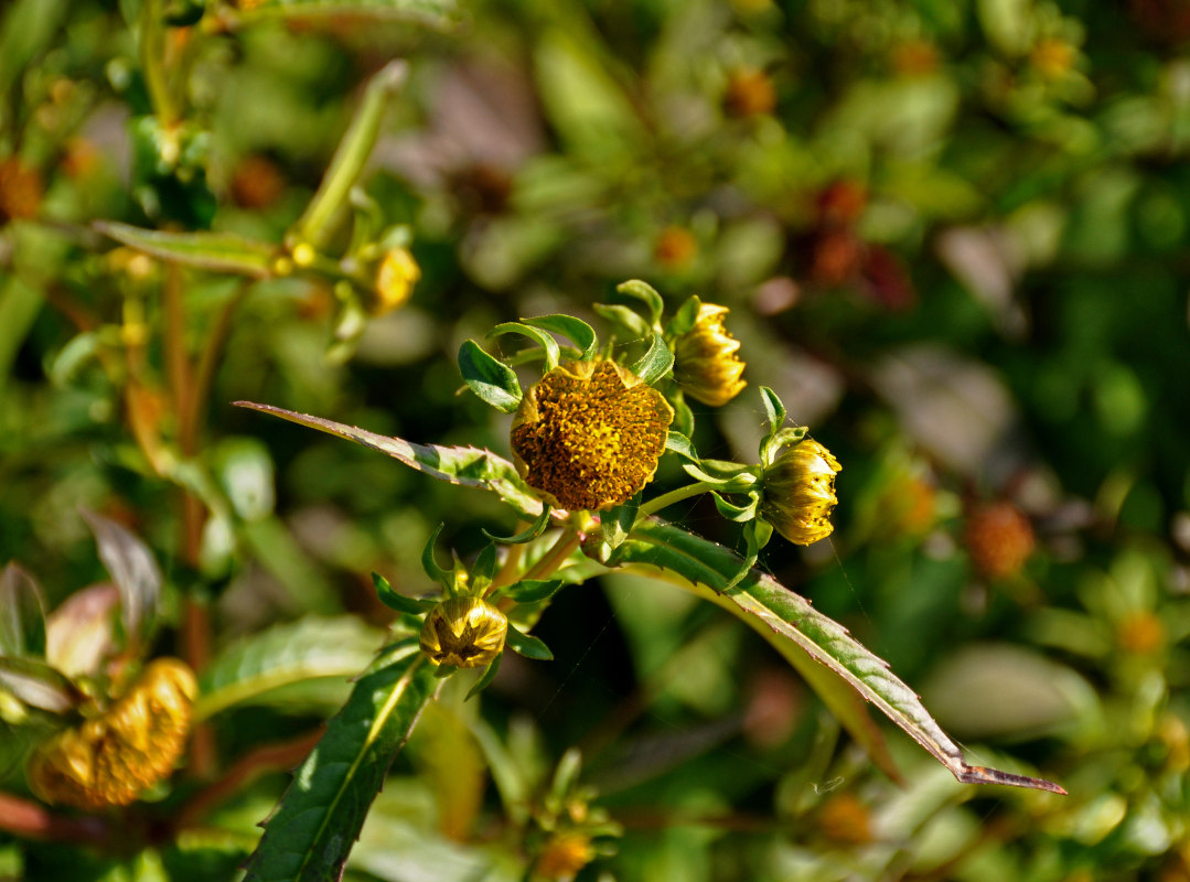 Image of Bidens cernua specimen.