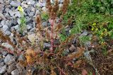 Amaranthus retroflexus