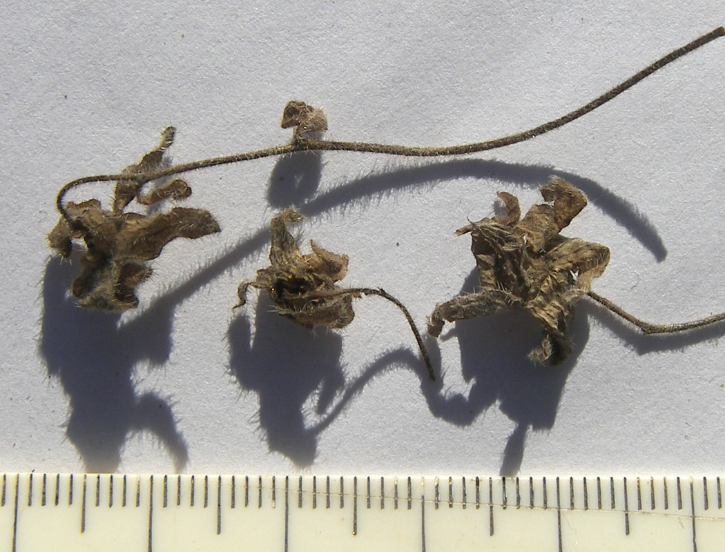 Image of Campanula paradoxa specimen.