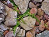 Galium palustre. Вегетирующее растение. Новгородская обл., берег оз. Ильмень, геологический памятник \"Ильменский глинт\", каменистый берег озера. 04.11.2018.