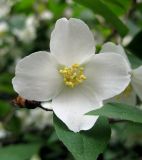 Philadelphus coronarius. Цветок. Украина, г. Киев, Южная Борщаговка, просп. Королёва. 28 мая 2010 г.