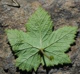 Rubus odoratus. Лист (вид с абаксиальной стороны). Казахстан, Восточно-Казахстанская обл., г. Усть-Каменогорск, Архитектурно-ландшафтный музей-заповедник, в культуре. 20.05.2018.