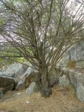 View full-size image Vachellia farnesiana