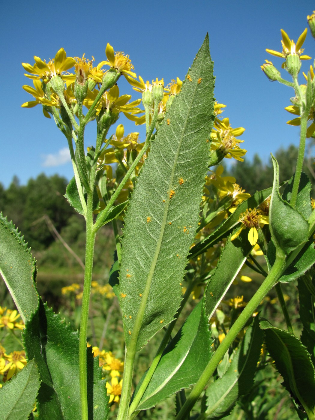 Изображение особи Senecio sarracenicus.