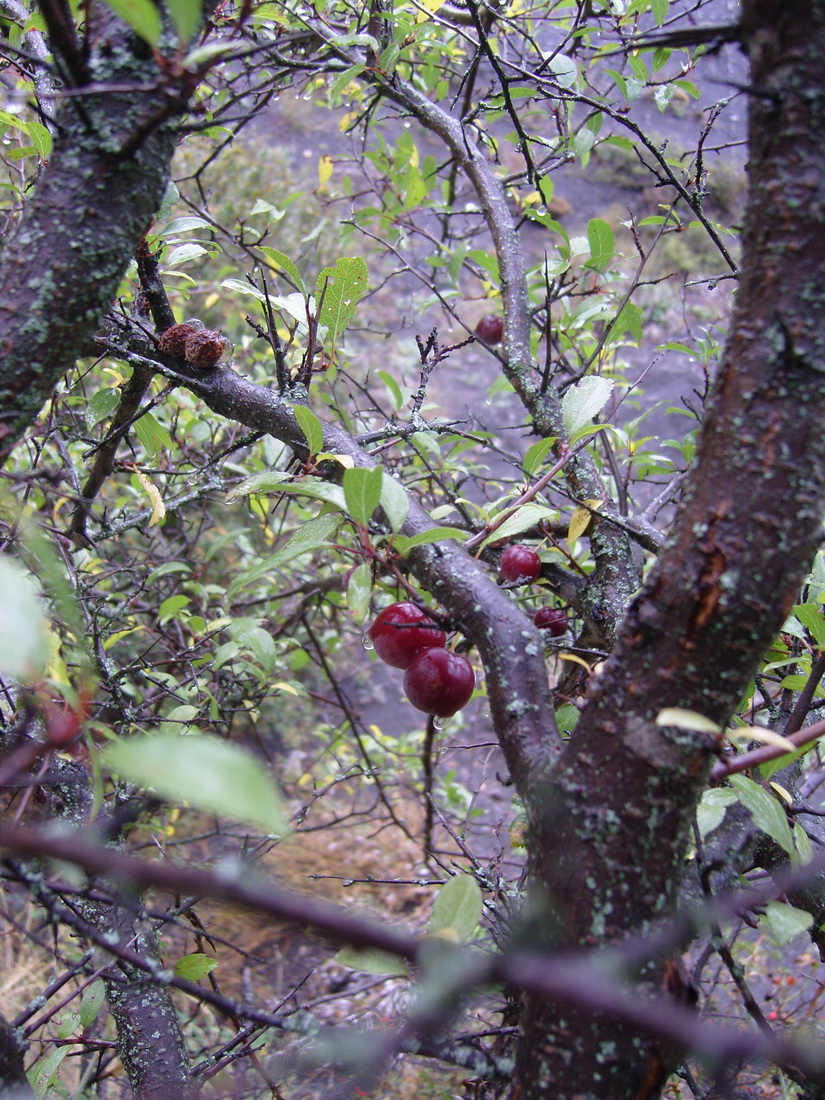 Изображение особи род Prunus.