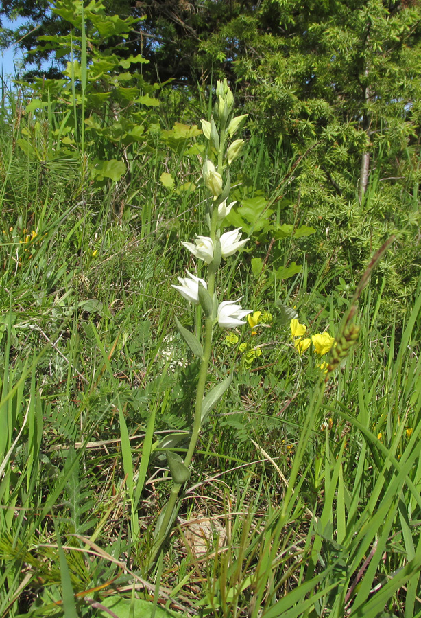 Изображение особи Cephalanthera epipactoides.