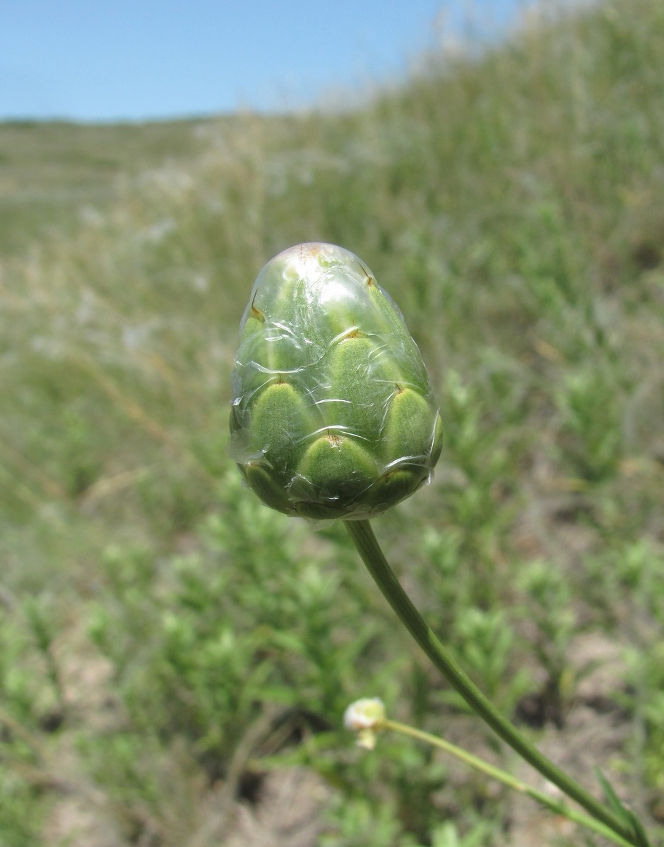 Image of Rhaponticoides razdorskyi specimen.