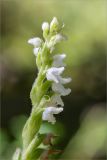 Goodyera repens. Верхняя часть соцветия. Псковская обл., Пустошкинский р-н, зеленомошный сосновый лес с чернично-брусничным подлеском. 29.07.2019.