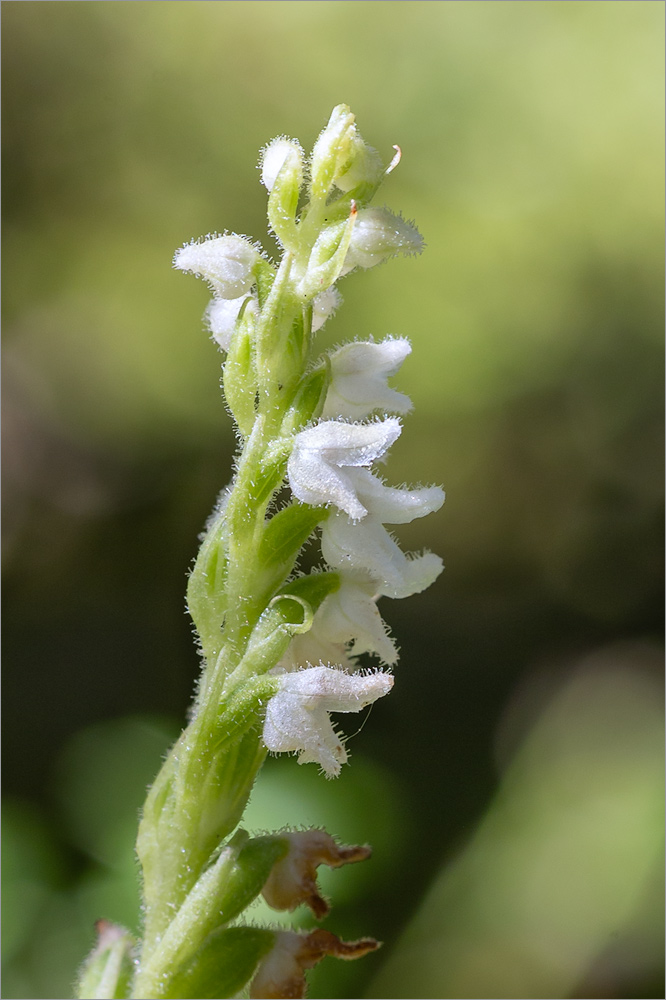 Изображение особи Goodyera repens.