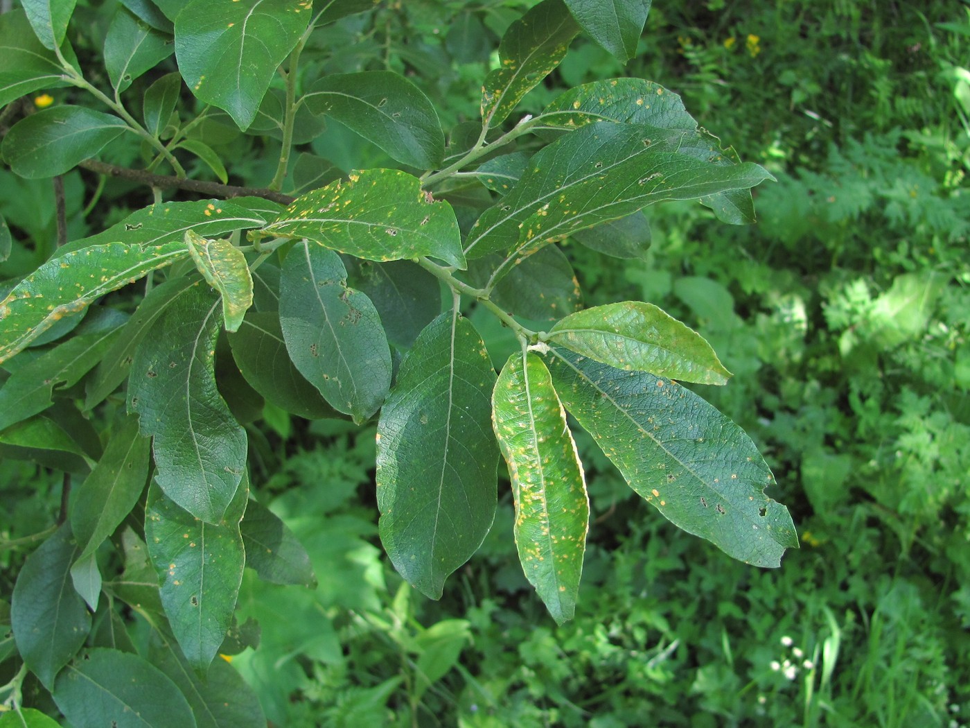 Image of Salix caprea specimen.