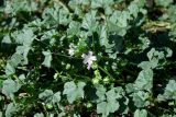 Malva neglecta