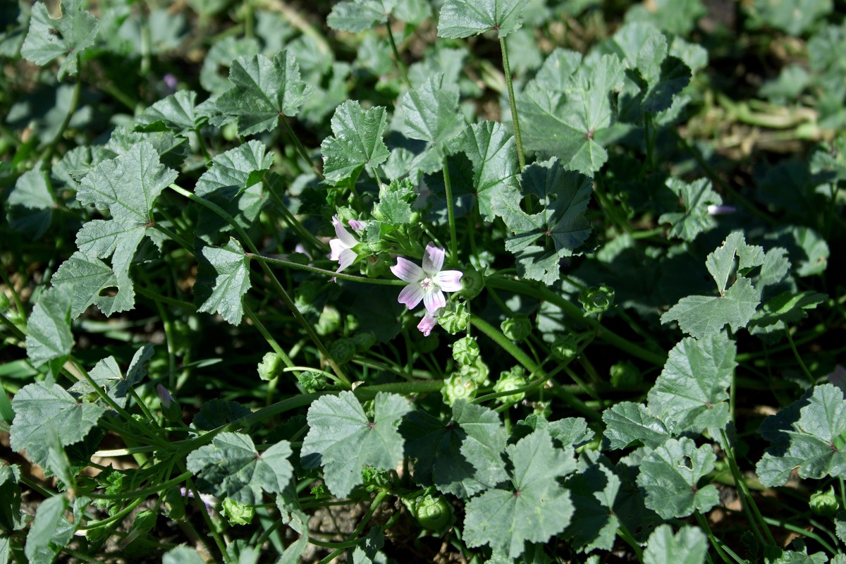 Image of Malva neglecta specimen.