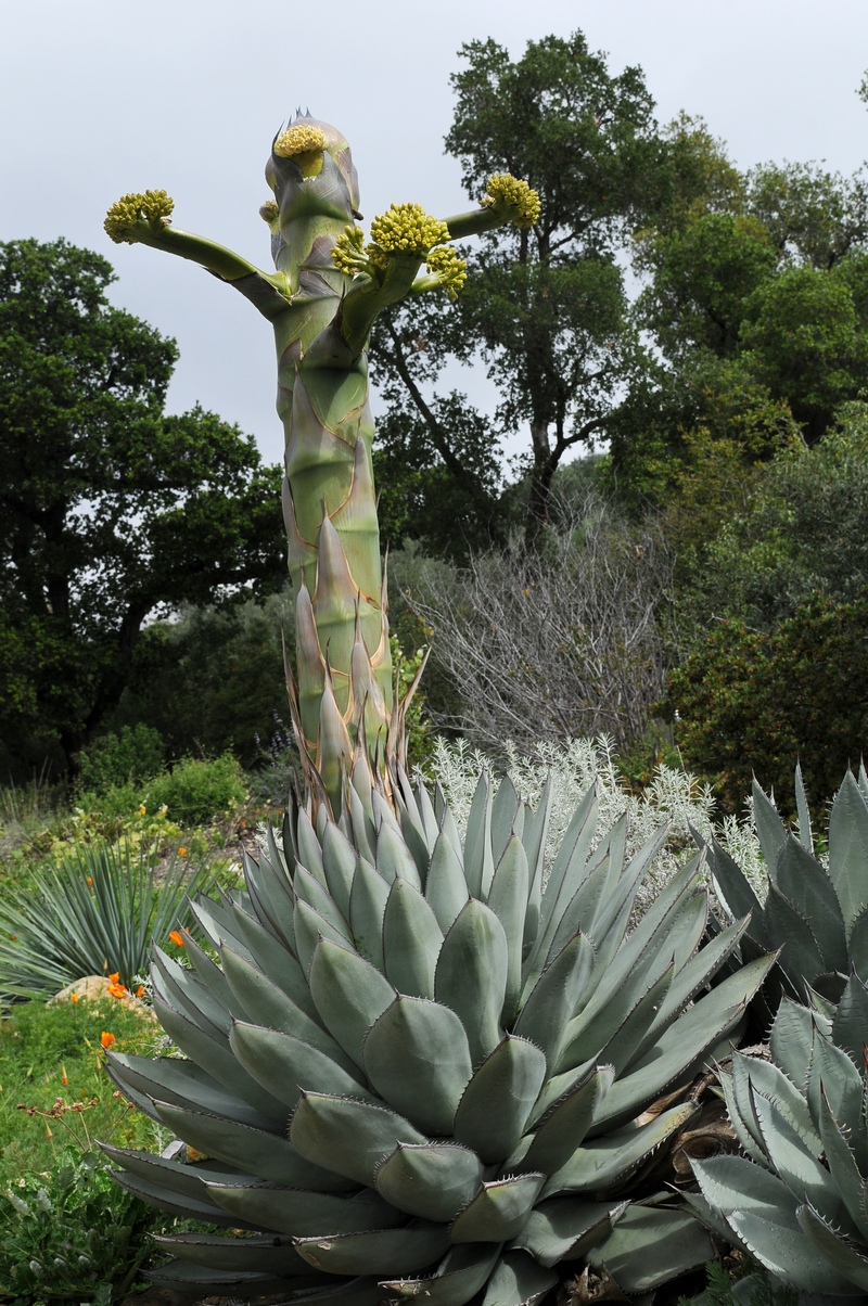 Image of Agave sebastiana specimen.