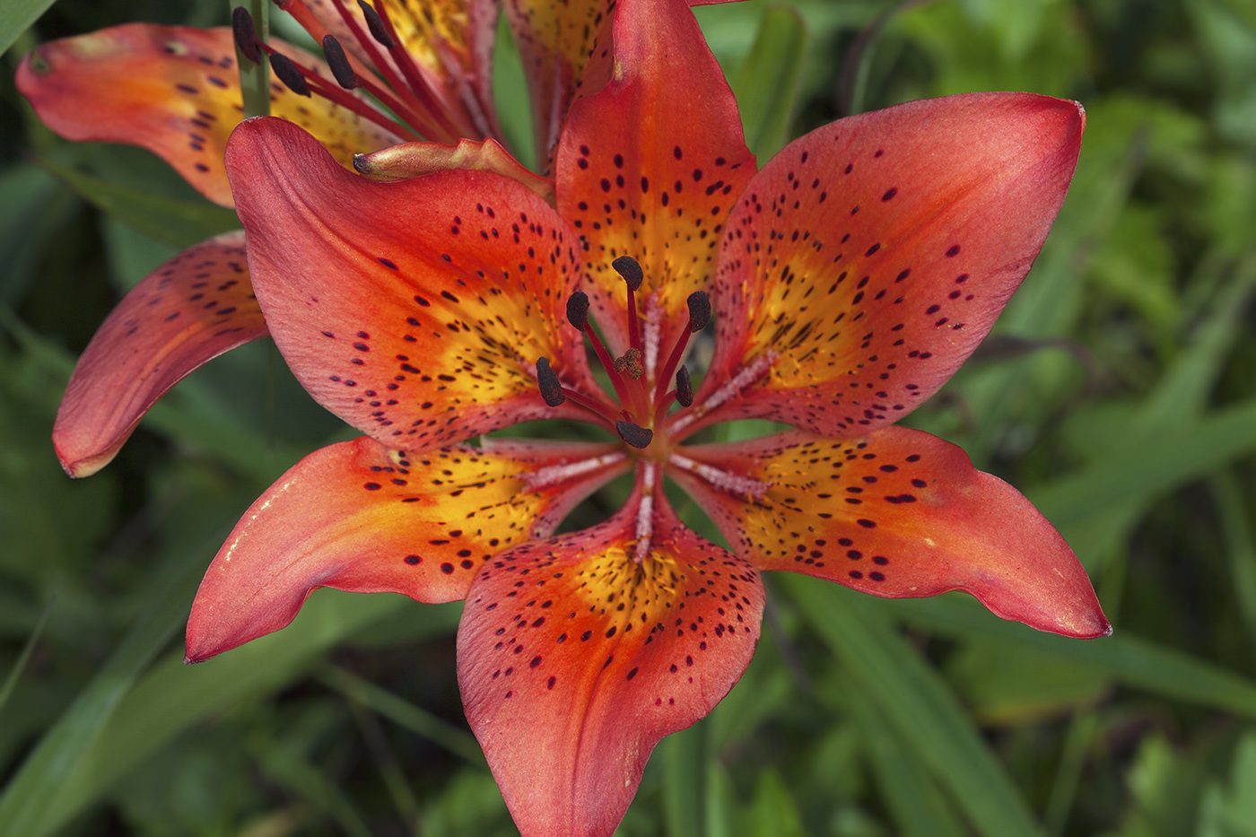 Image of Lilium pensylvanicum specimen.