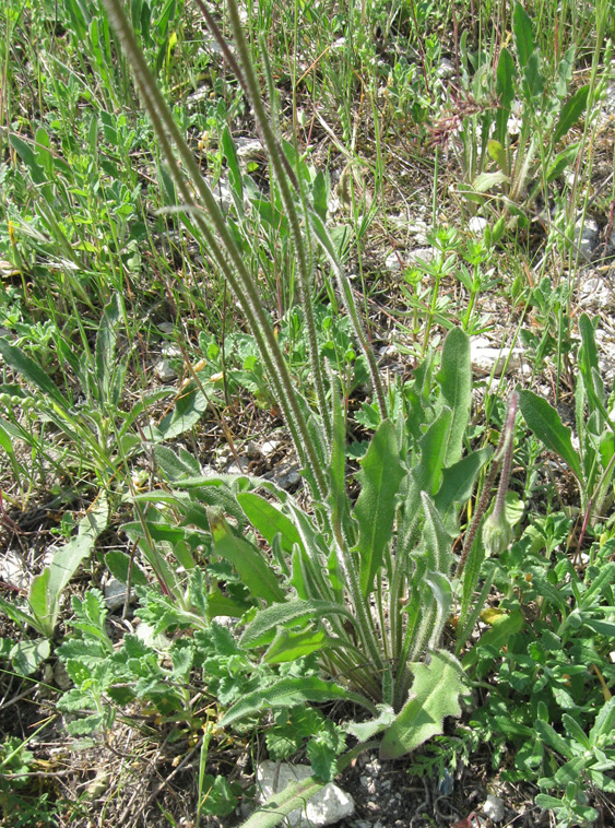 Image of Leontodon biscutellifolius specimen.