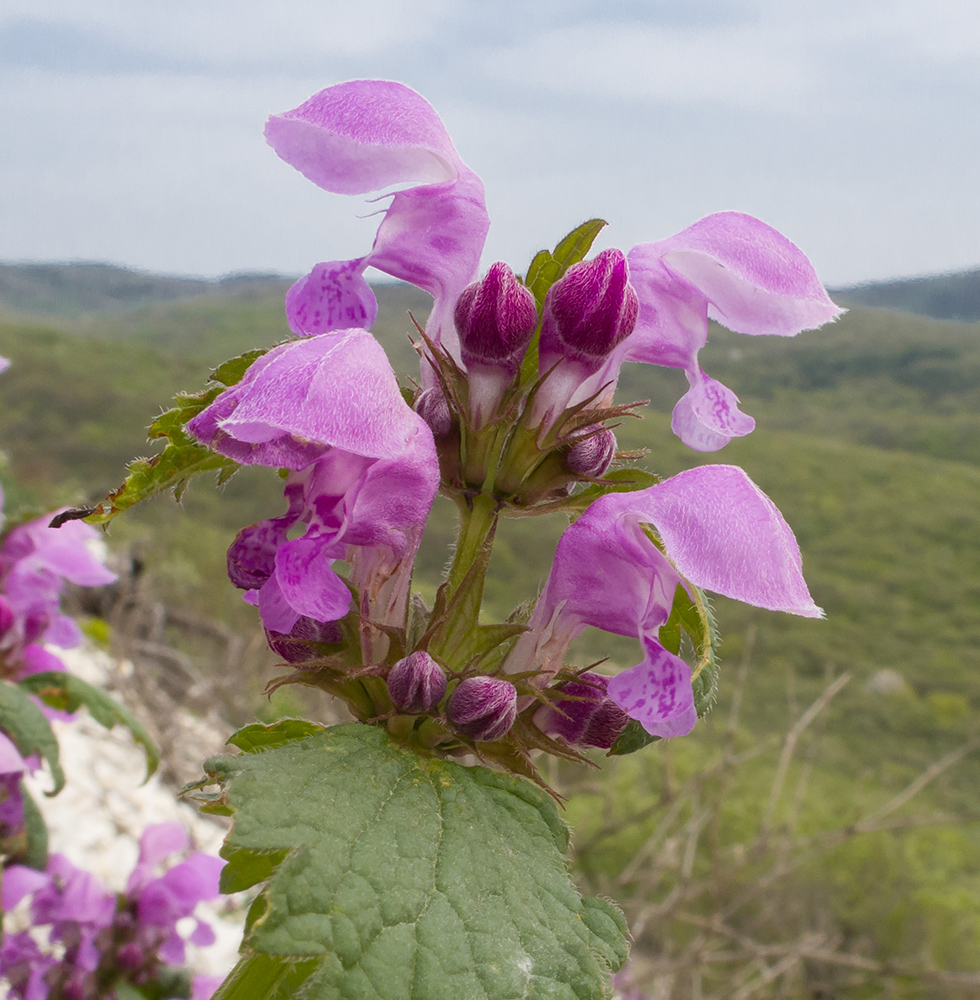 Изображение особи Lamium maculatum.