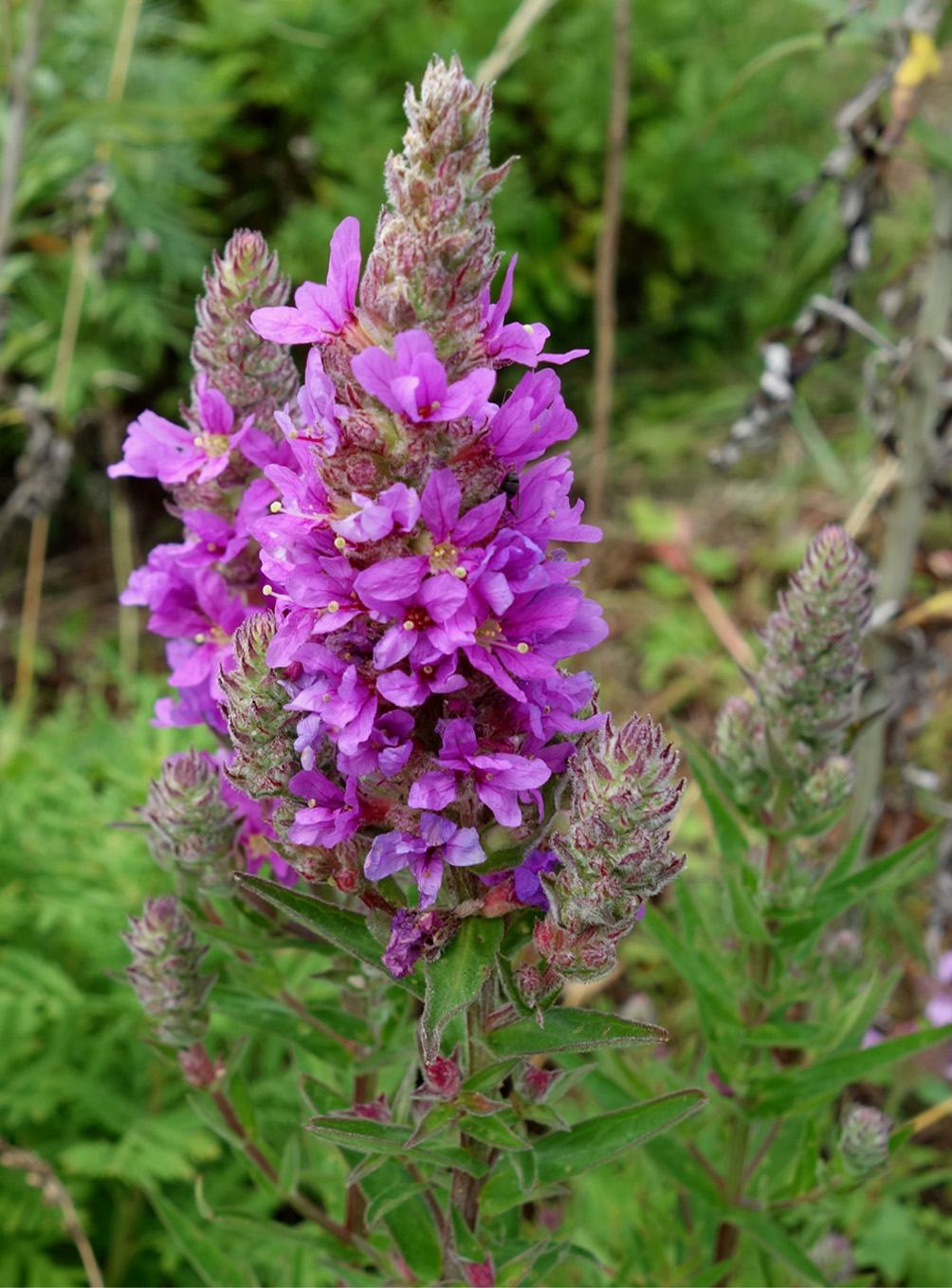 Image of Lythrum salicaria specimen.