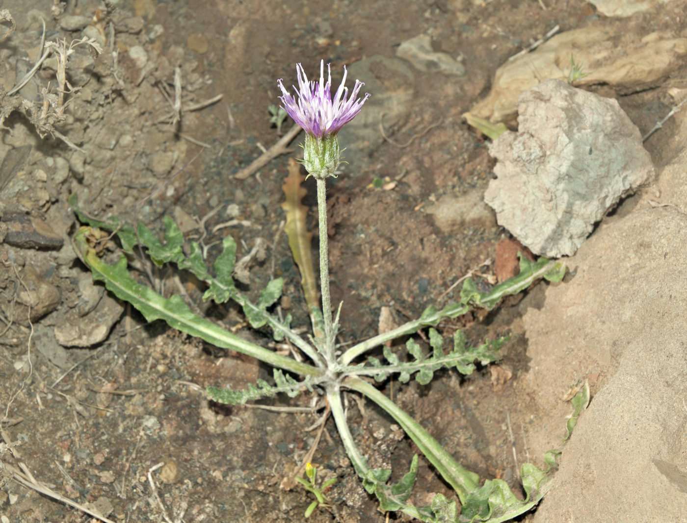 Image of genus Jurinea specimen.