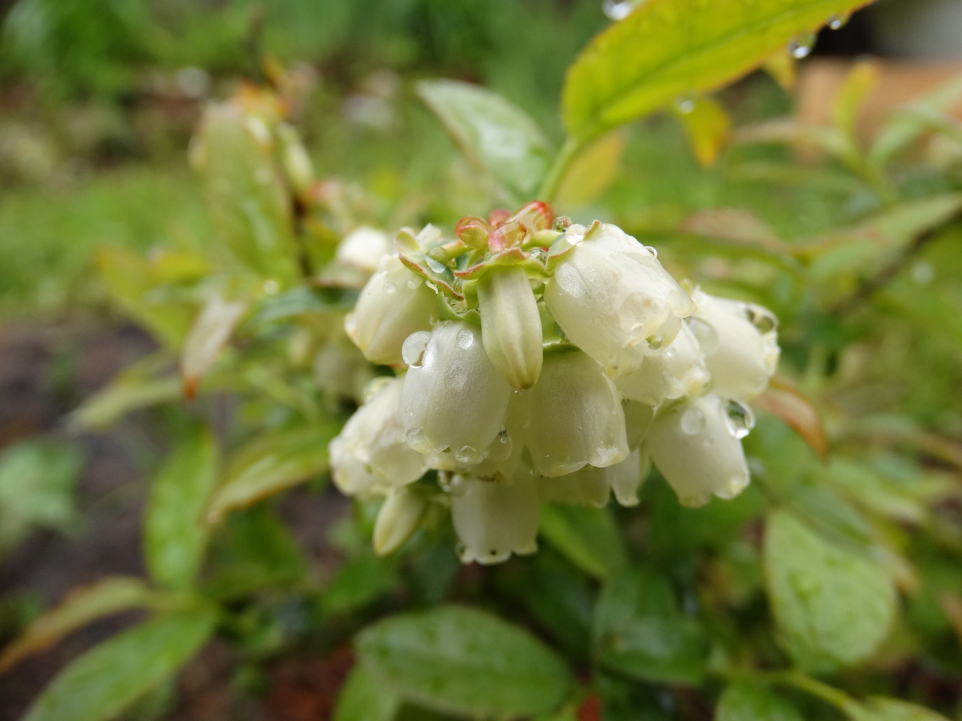 Image of Vaccinium &times; atlanticum specimen.