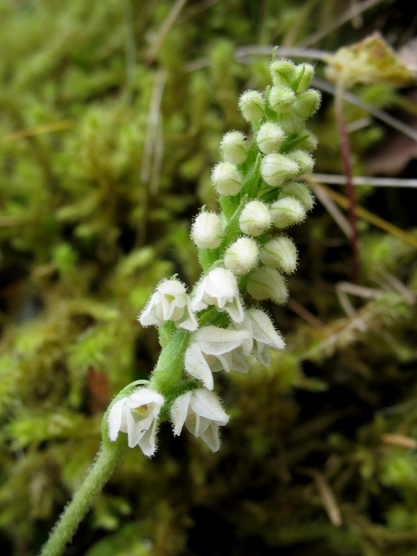 Image of Goodyera repens specimen.