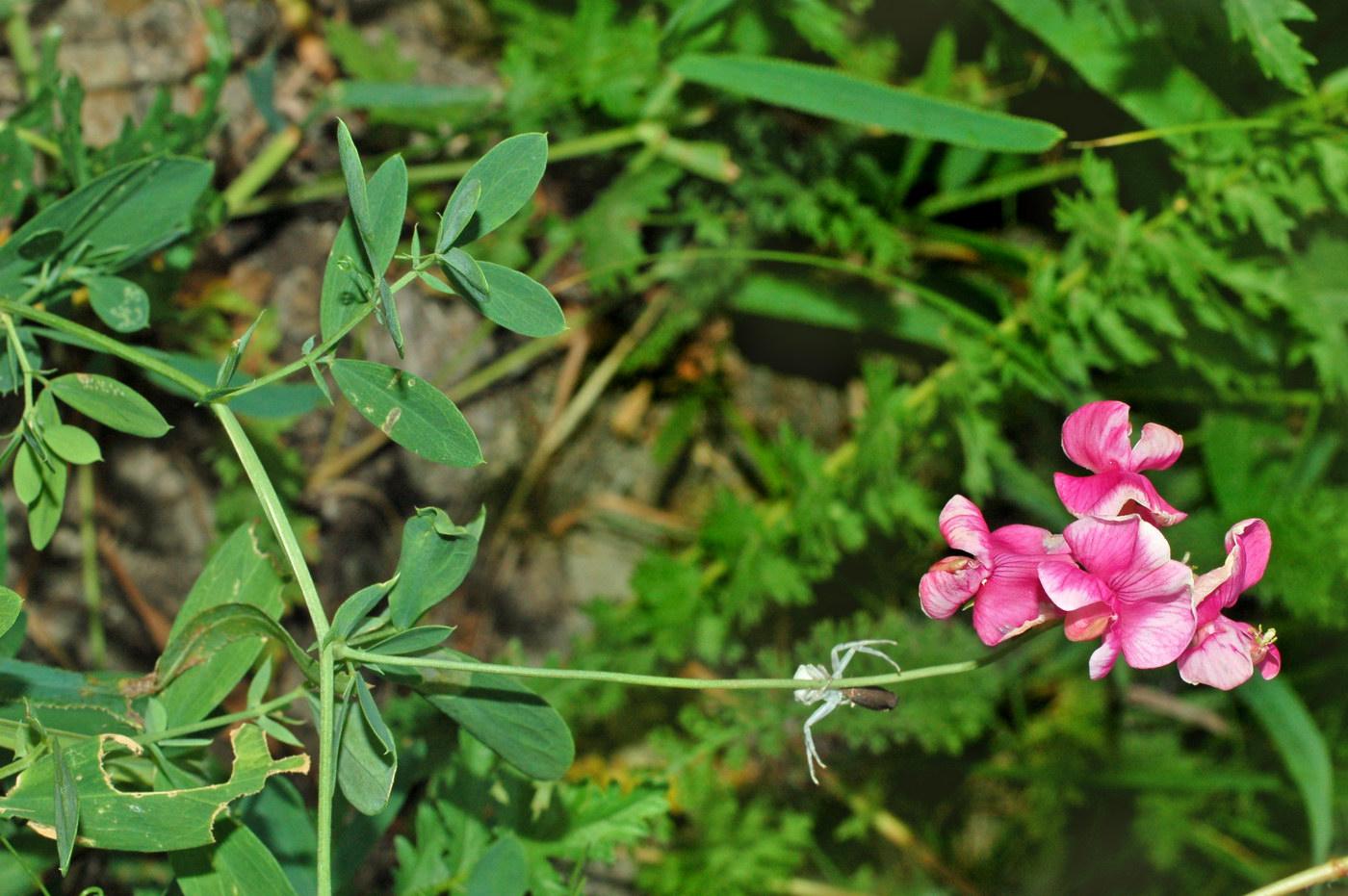 Изображение особи Lathyrus tuberosus.