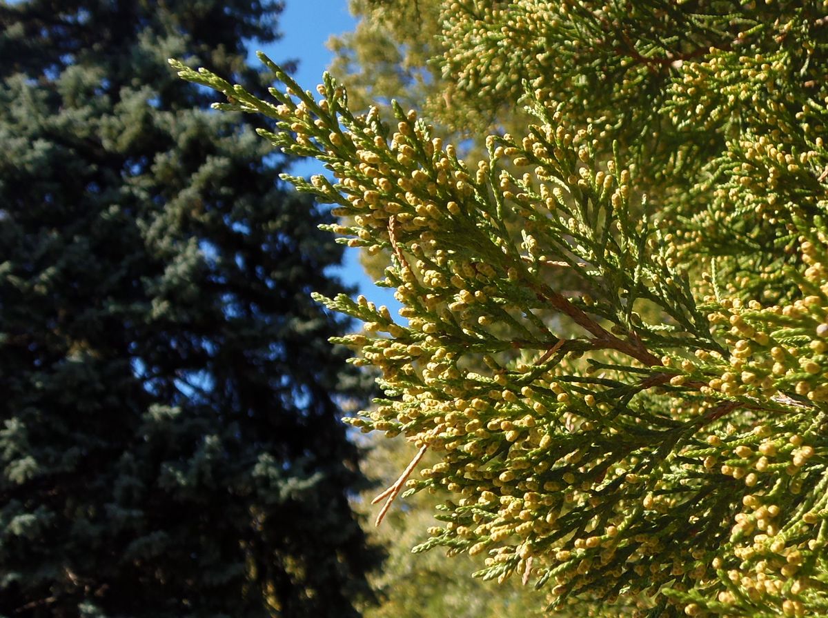 Image of Juniperus virginiana specimen.