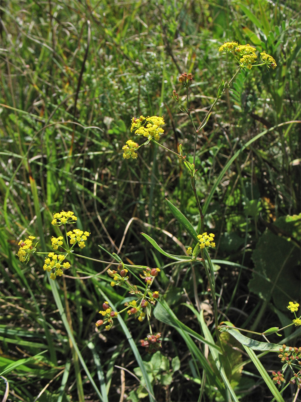 Изображение особи Bupleurum falcatum.