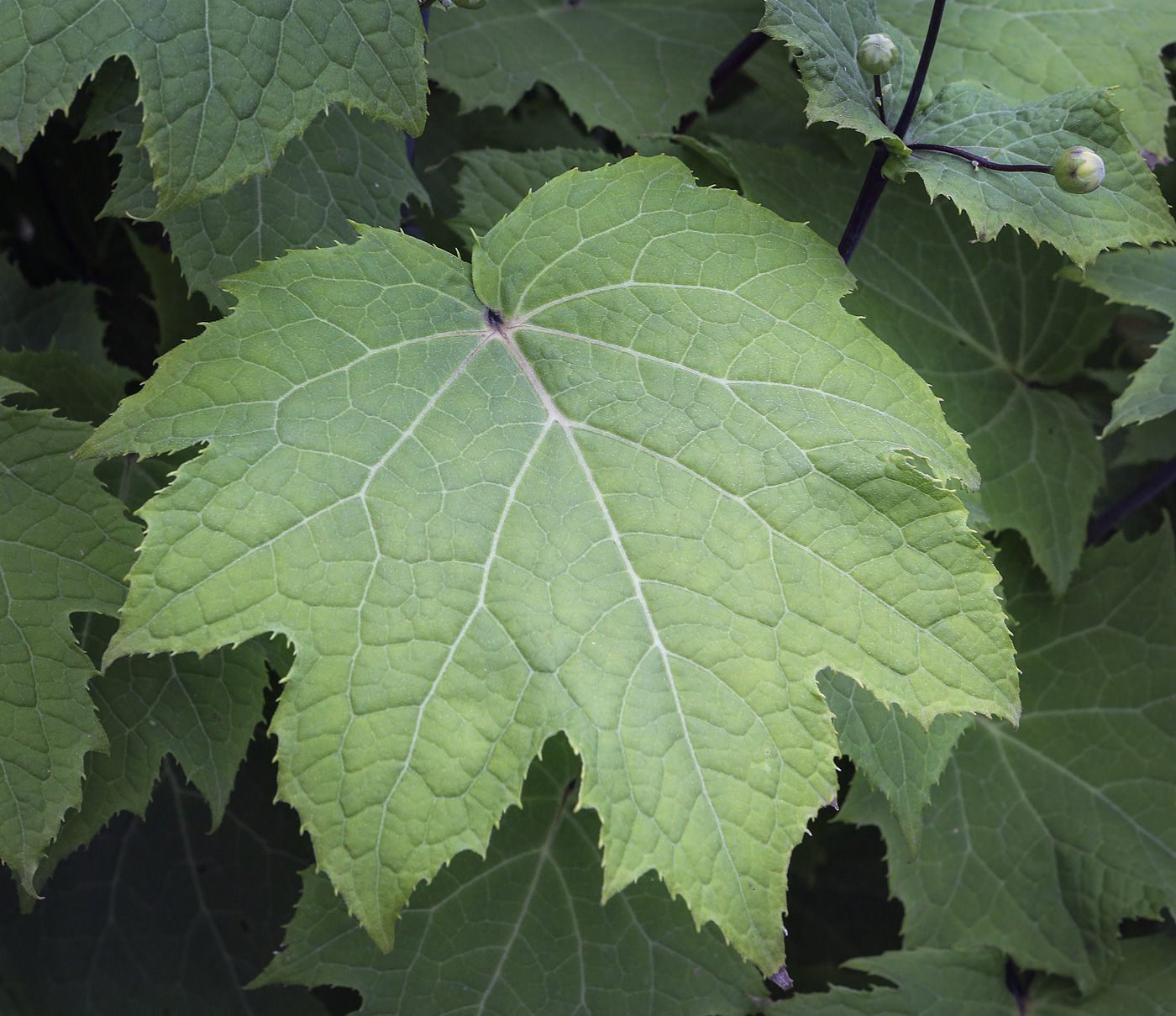 Image of Kirengeshoma palmata specimen.