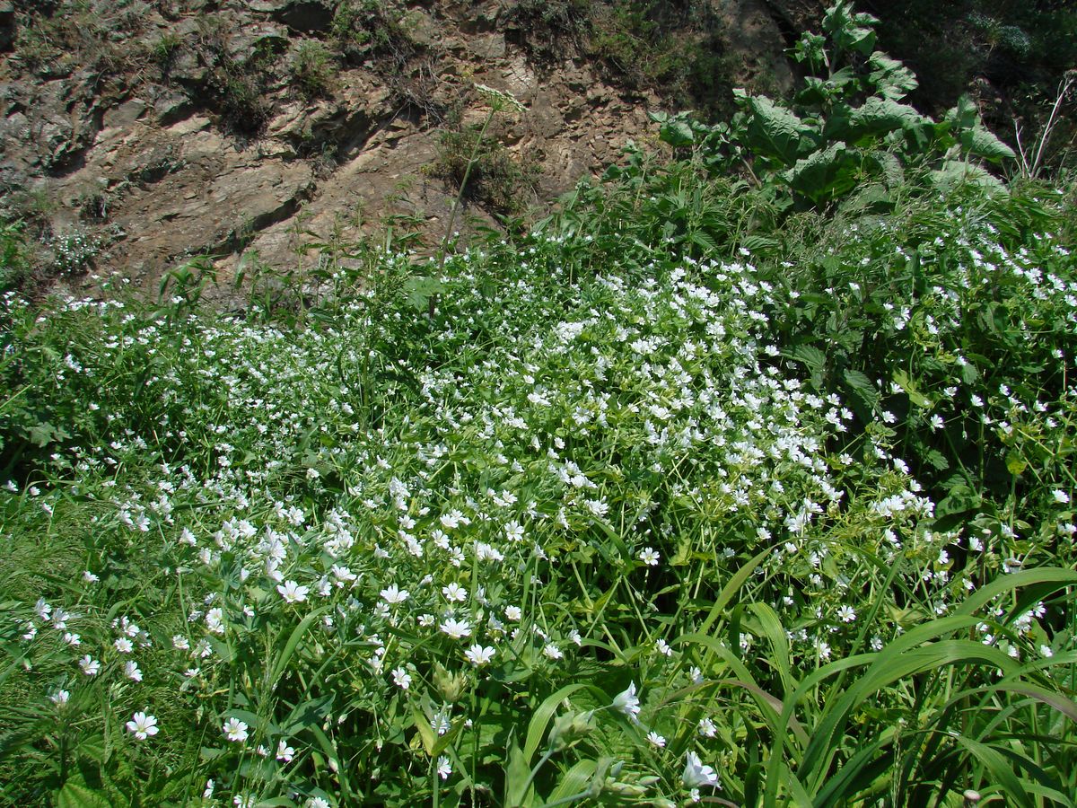 Image of Cerastium davuricum specimen.