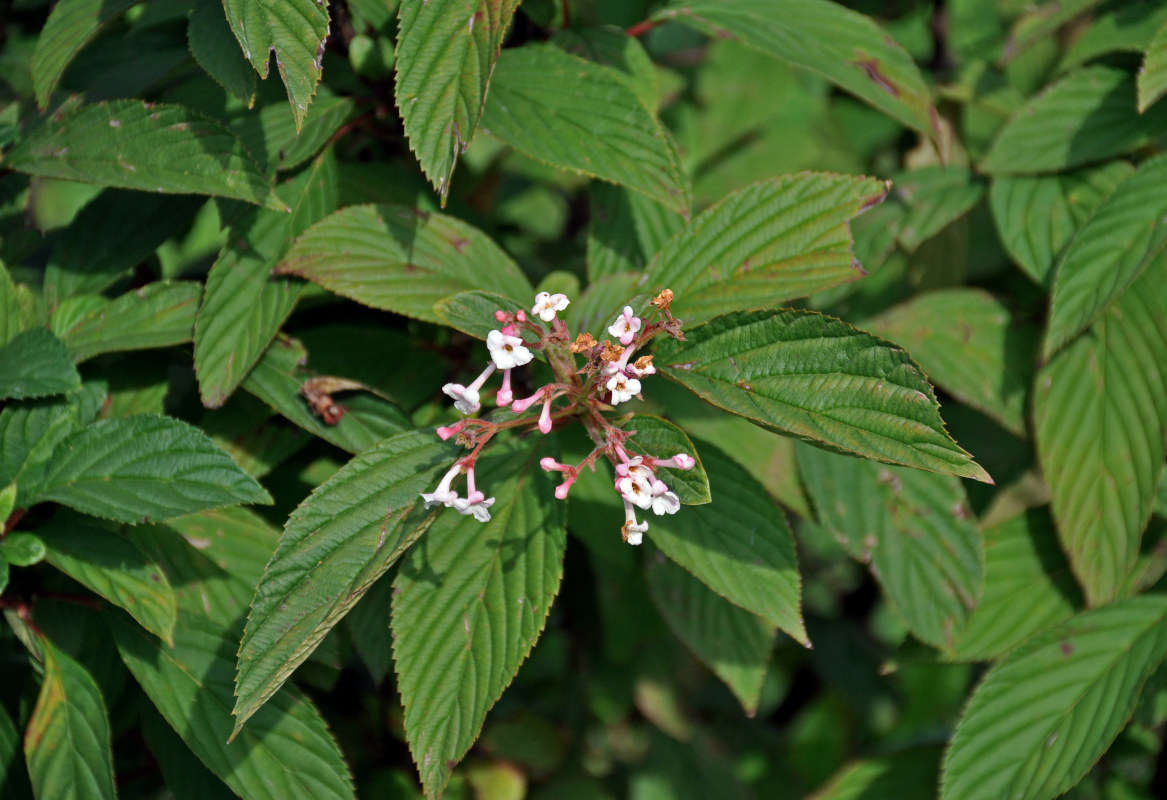 Image of Viburnum farreri specimen.