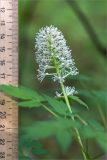 Actaea spicata. Соцветие. Карелия, Заонежье, п-ов Клим, сосновый бор с участием лиственных пород (Padus avium, Sorbus aucuparia, Betula). 09.06.2020.