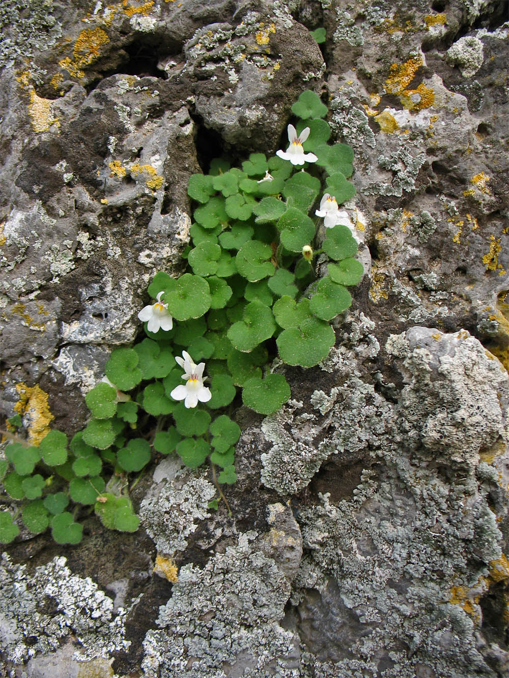 Изображение особи Cymbalaria acutiloba ssp. dodekanesi.