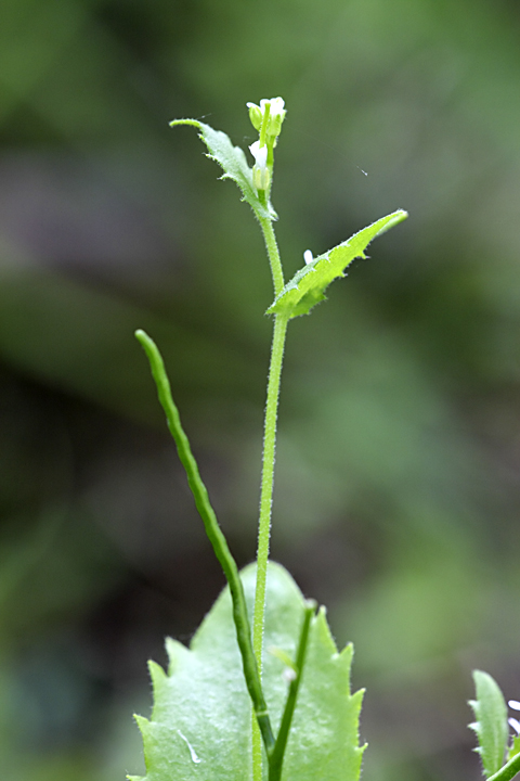 Image of Arabis montbretiana specimen.